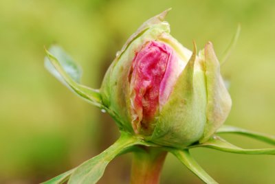 Paeonia suffruticosa - pivoňka keřovitá - pupen květ